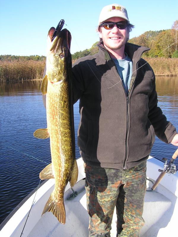 Schwedenhecht "nur" 99 cm