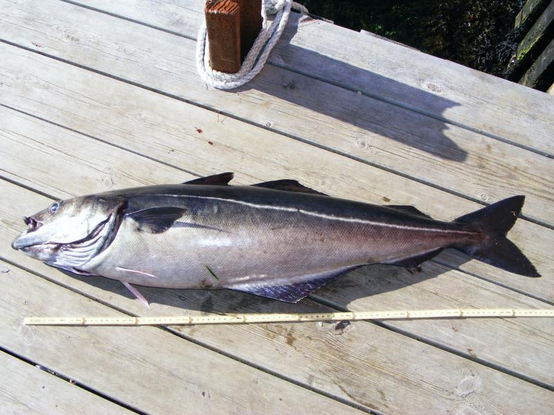 Seelachs 1.05m 10 kg gefangen bei 200m Wassertiefe