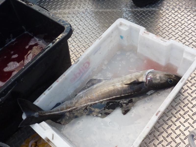 Seelachs vereinzelt. Aber Durchschnitt zu klein