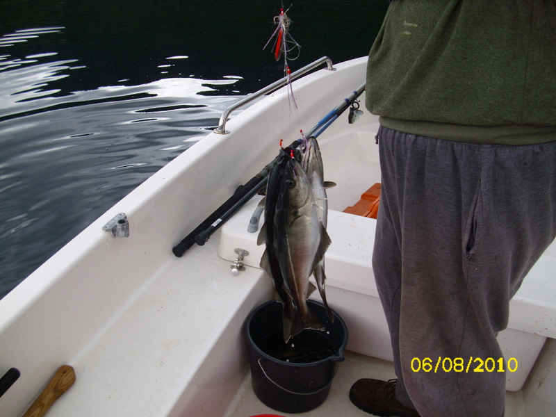 Seelachse bringen die Beifänger durcheinander