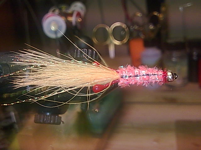 Shrimp #8 Hayabusa