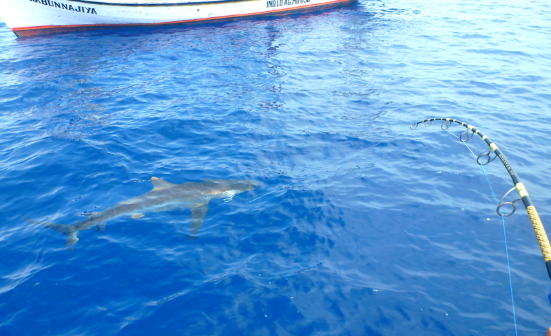 Silky Shark
