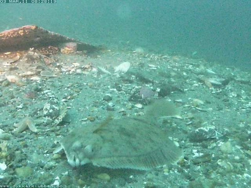 SnapshotJPEG4 800x600