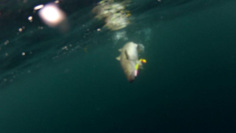 Soroya201226