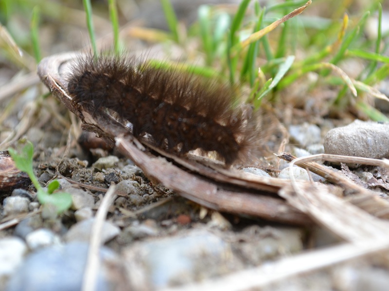 Trondheimleia klein 1