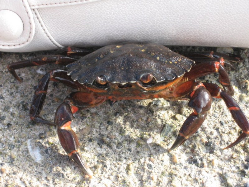 Vanessa Kamera 091 800x600