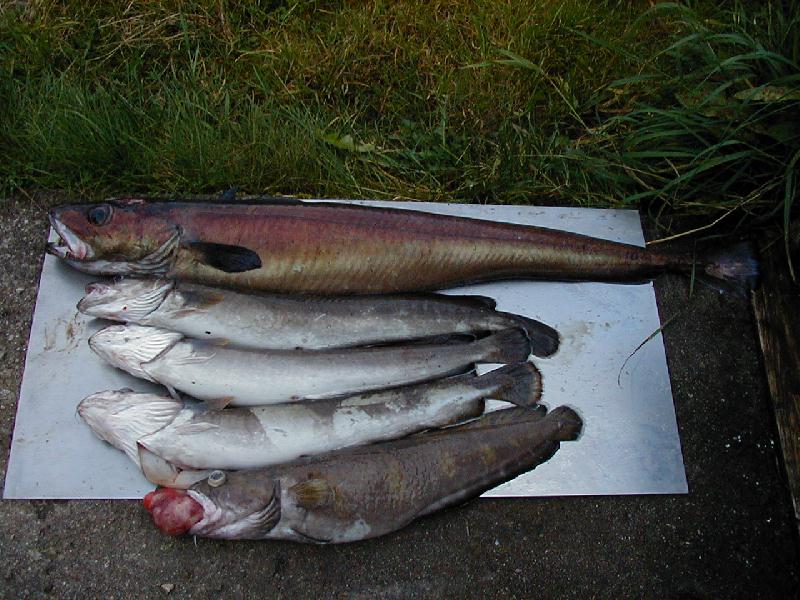 von oben nach unten ; Blauleng , 3x Leng und Lumb