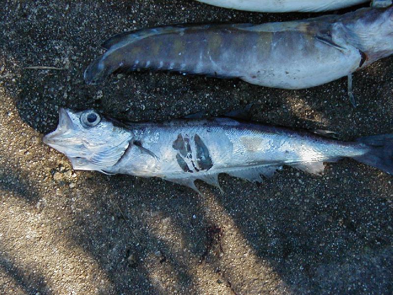 Was da wohl angebissen hat