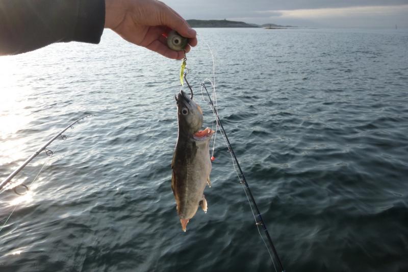 wer große Fische fangen will, braucht große Köder