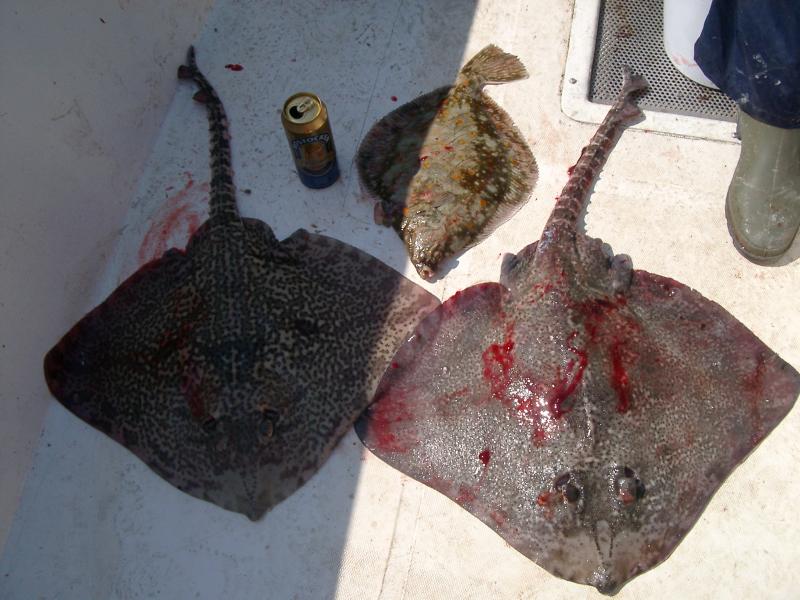 Wir wollten Heilbutt und bekamen Rochen und Scholle.