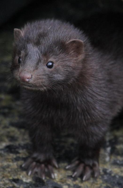 Wo ich bin, gib es keine Ratte mehr
-Averöy-