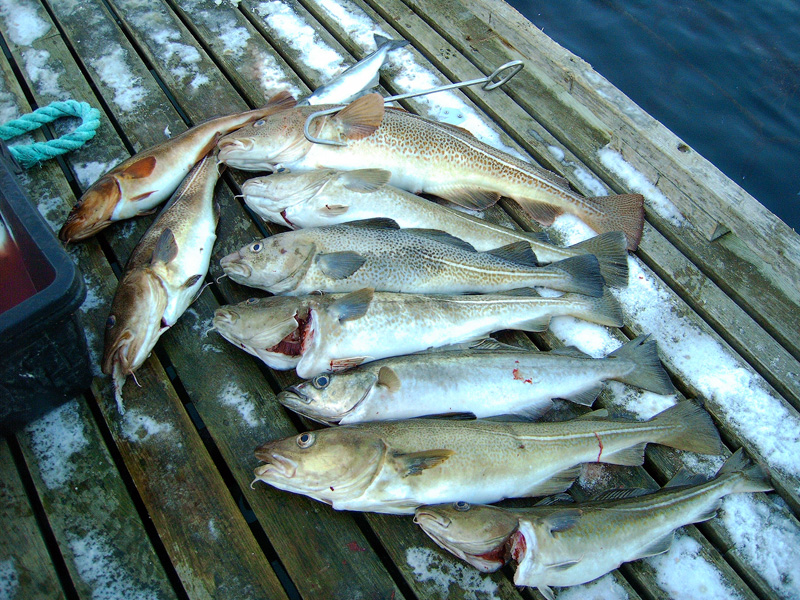 znfisch
